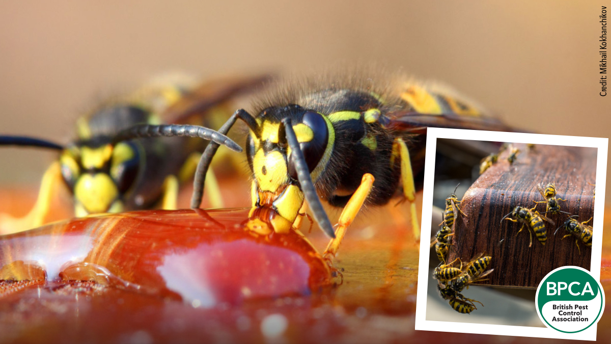 Wasps feeding from sugary fruit and wasps on the table german and common pests Wasps feeding from sugary fruit and wasps on the table german and common pests